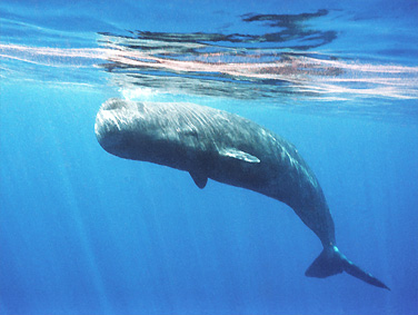 whale